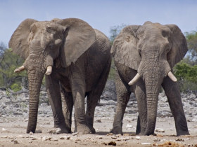 Family safari in Namibia